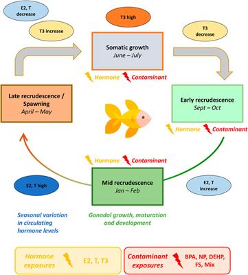 Seasonally Related Disruption of Metabolism by Environmental Contaminants in Male Goldfish (Carassius auratus)
